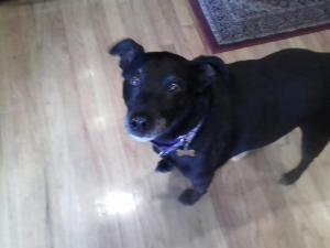 Cooper - the last member of the family I expect to over sleep